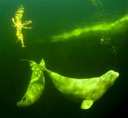 A russa passou 12 minutos nadando com as baleias, ainda que não seguidos. A cada 3 ou 4 minutos subia à superfície, após ter prendido a respiração / Viktor Lyagushkin