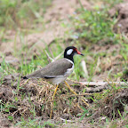 IMG_0044.JPG