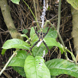 An interesting spider on the trail to Gn Guntur from Tanjung Karya (Daniel Quinn, October 2010)