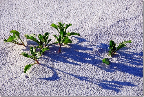 Grayton-Sand-Plants
