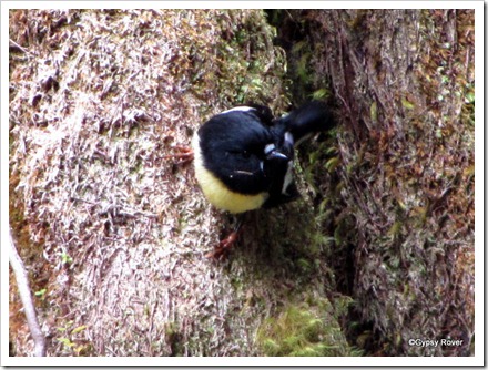 Cheeky little Tomtit in the forest.