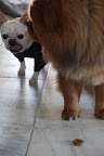 Excuse me G.K. - drool - you don't need to worry about that spot on the floor - drool - I'll take care of cleaning it up.