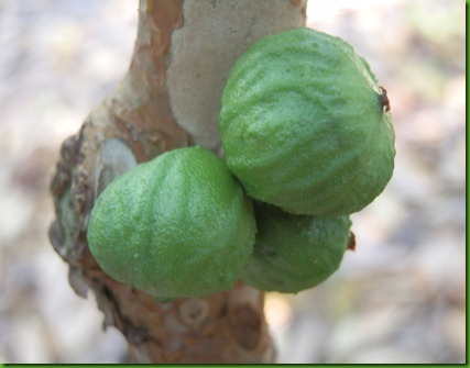 Jaboticaba Branca Rugosa (12)