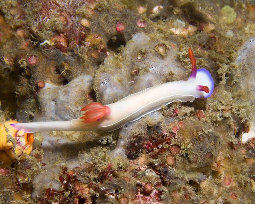 P7075063