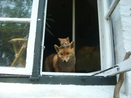 [strange-cats-expain-that-enhanced-buzz-7168-1334166016-49%255B2%255D.jpg]