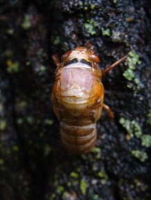 Cicada-4 Cicada-4