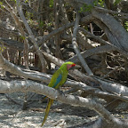 Guacamaya del zool&oacute;gico de Isla Palma