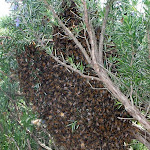 April 17 - Swarm Landed in Rosemary P1030385.JPG