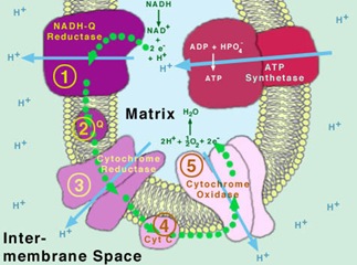 Oxidative Phosphorylation Oxidative Phosphorylation