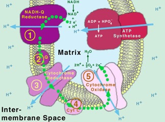 Oxidative Phosphorylation