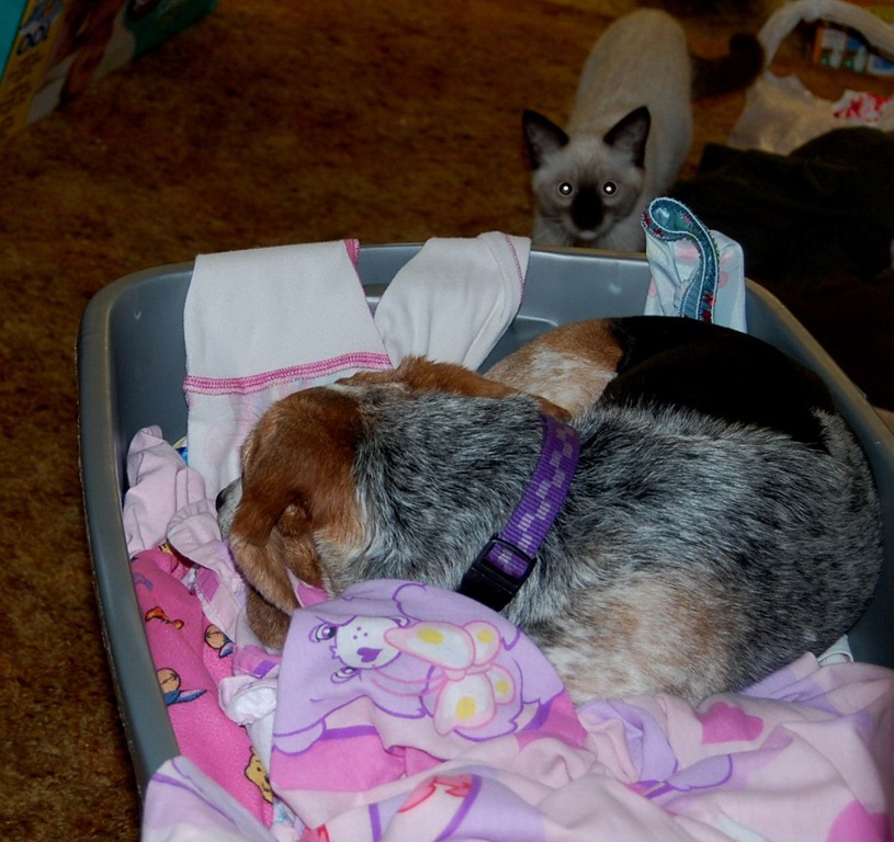 [catdogbin3.jpg]