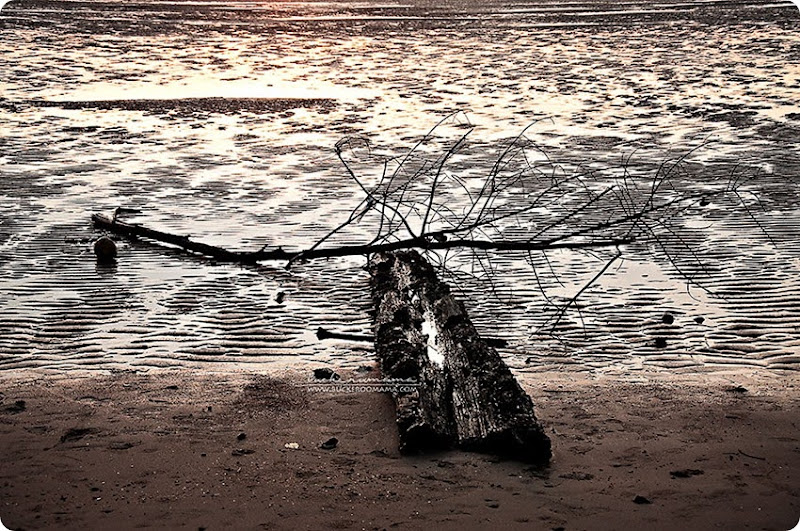 Driftwood-(1) Driftwood-(1)