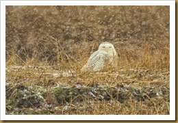 - Snowy in Snow ROT_0500 December 18, 2011 NIKON D3S