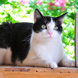 gatti