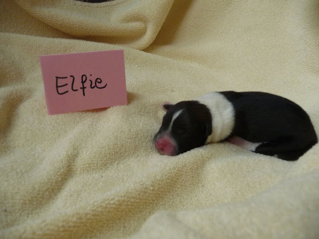 Elfie