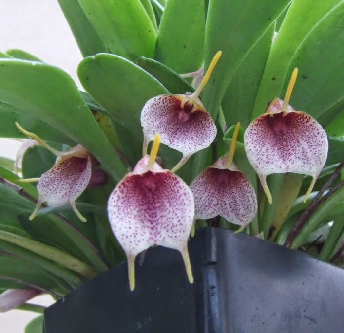 [OR%2520Masdevallia%2520floribunda%255B3%255D.jpg]