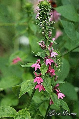 [Lobelia_MonetMoment2%255B7%255D.jpg]