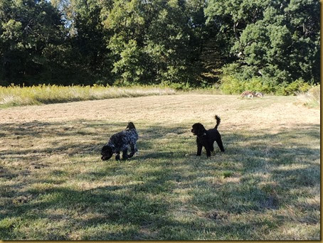Dogs gone wild--soon to be a new MTV video