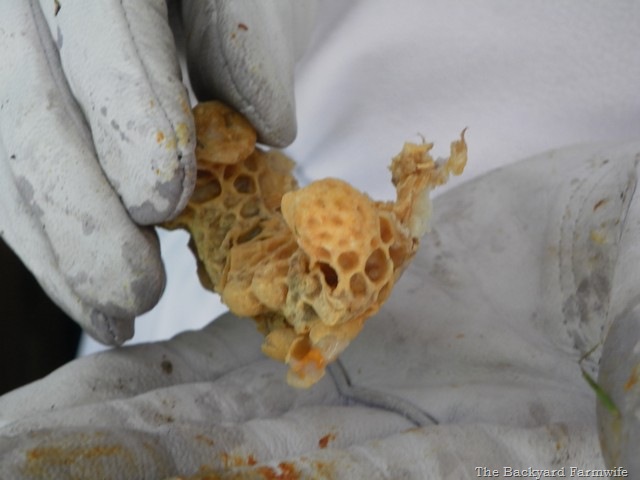[swarm%252010%255B7%255D.jpg]