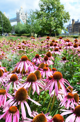 Tower Bridge Amidst Cone Flowers Pgphoto