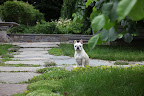 There isn't even a single squirrel to chase!  What's going on?