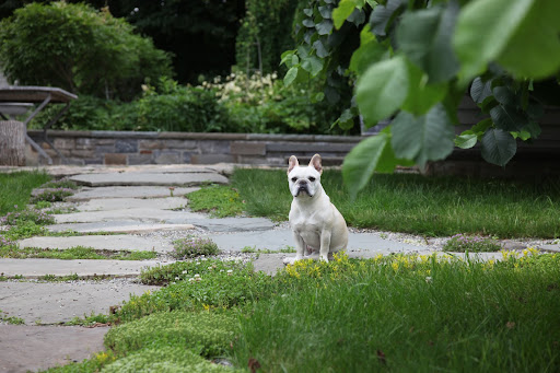 There isn't even a single squirrel to chase!  What's going on?