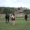 dsc07042.jpg