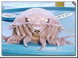 isopod2 isopod2
