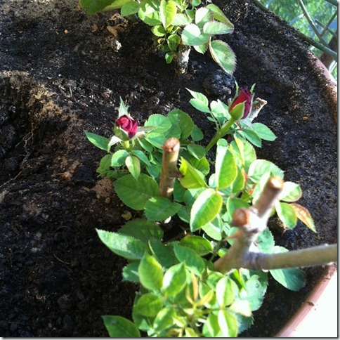 rosebuds rosebuds