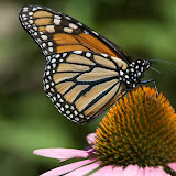 Insects