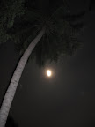 Palm tree at night