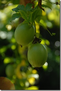 DSC_0050 DSC_0050