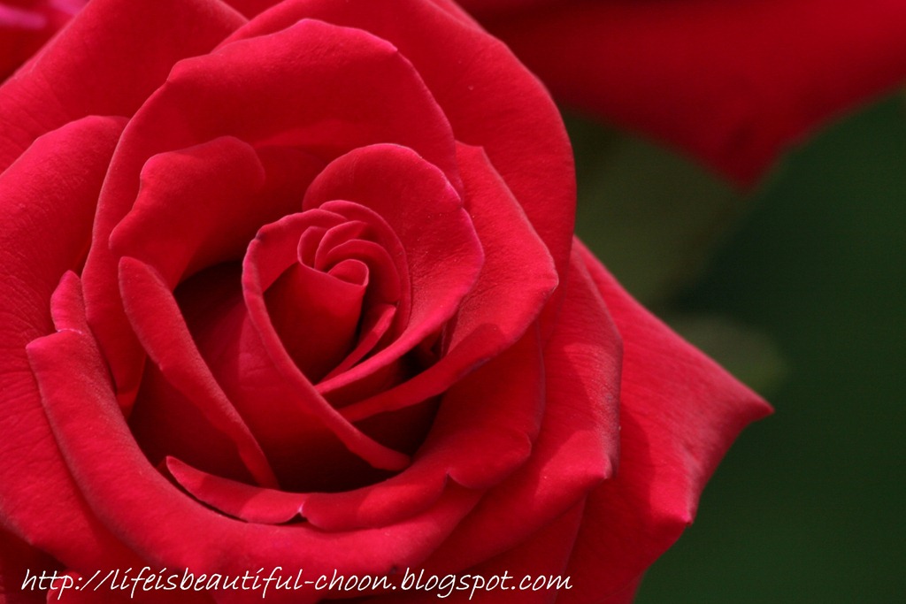 [red-roses-flower-rose-pictures-333-t.jpg]