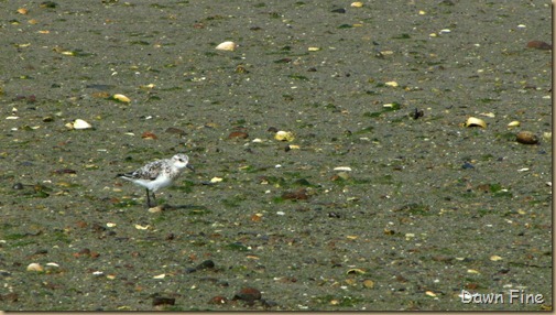 birding south beach_028