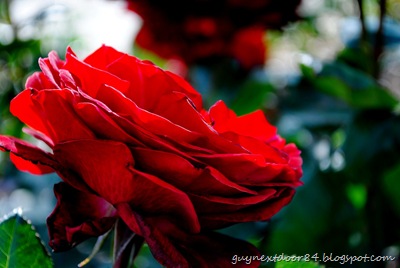 [DSC_0157%255B9%255D.jpg]