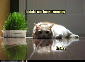 funny-cat-pictures-i-should-probably-move1 funny-cat-pictures-i-should-probably-move1