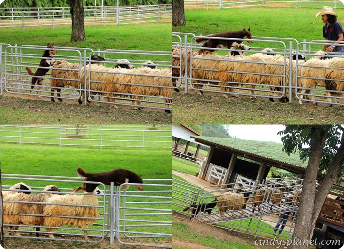 chok chai farm kelpie dog & sheep chok chai farm kelpie dog & sheep