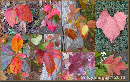 onley fall collage1