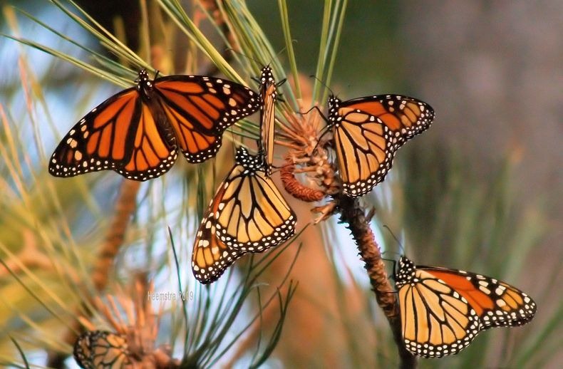 [بالصور] شاهد صور لهجرة الفراشات الملكة Monarch-migration-145