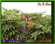 มันสำปะหลัง3เดือน มันสำปะหลัง3เดือน