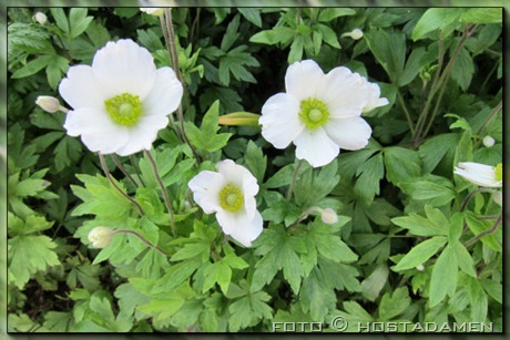 sommer-anemone