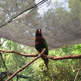 A lorikeet at the Nashville Zoo 09032011b