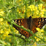 Insects at Hornsby Bend