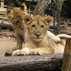lion5.jpg