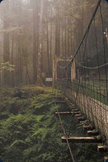 Forest-Bridge-Japan Forest-Bridge-Japan
