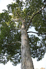 The shagbark is the most common type of hickory tree in eastern United States and also one of the fastest growing—they can grow more than 100-feet tall!  The wood makes great ax handles and baseball bats.