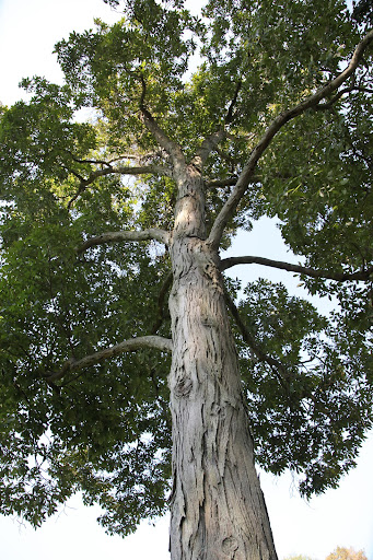 The shagbark is the most common type of hickory tree in eastern United States and also one of the fastest growing—they can grow more than 100-feet tall!  The wood makes great ax handles and baseball bats.
