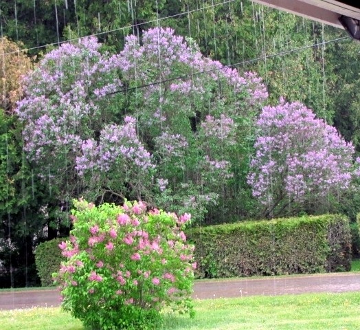 [lilacs-in-the-rain4.jpg]