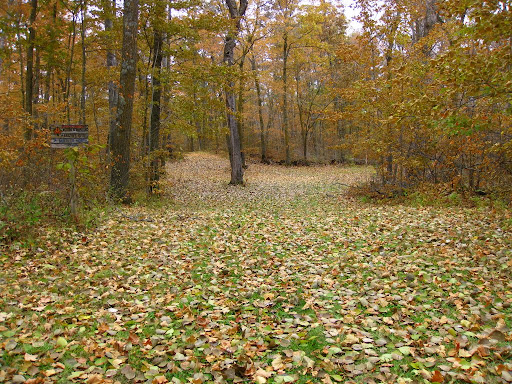 Kristin's Kutoff left, Sukkerbusk right