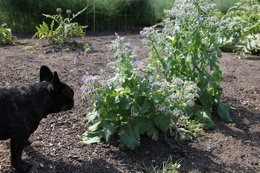 You're right, Sharkey!  Another edible flower is borage.  The vivid blue, star-shaped flowers have been added to salads since the Elizabethan times.